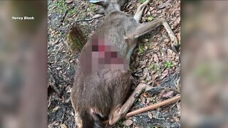 Neighbors concerned after another dead deer discovered near Palm Harbor