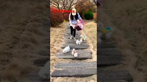 Cute Little pappy - comedy 😁😆😆😆 Video - 2022 Dog Funny Video |#r150shorts |#youtubeshorts |#ytshorts