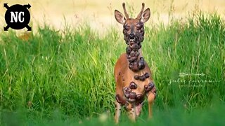 Animal com aparência estranha é fotografado por profissional da natureza