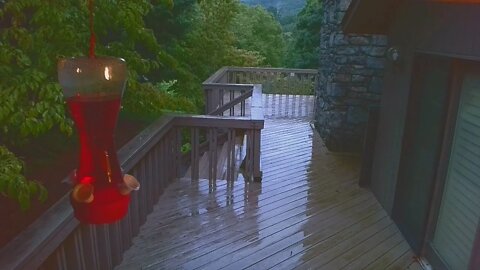 Live Bird Feeder "All night" Asheville NC. In the mountains. Aug. 16 2021