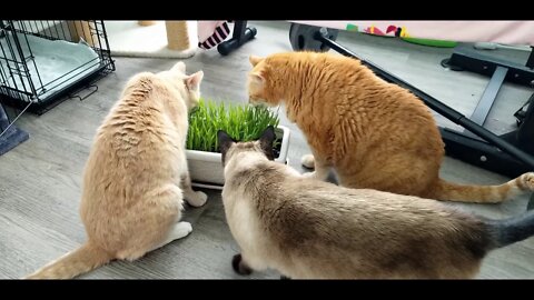 Cats and New Cat Grass