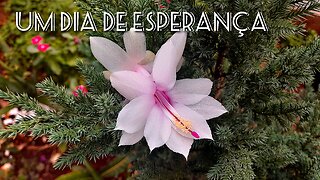 🌸Jardim de Louvor-15-(Um dia de Esperança)🌸