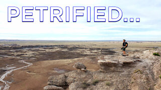 Petrified Forest National Park Tour : Landscape Photography with Logs Made like Cement!