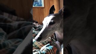 Whippet falls asleep to bird songs. Listen with sound on