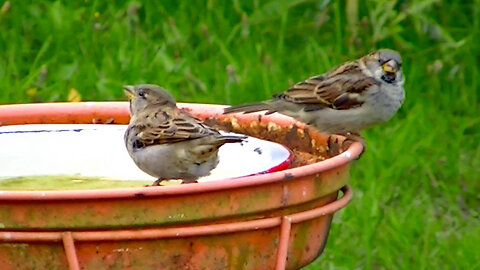 IECV NV #722 - 👀 House Sparrows Getting A Drink 🐤10-6-2018