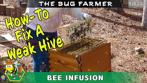 How-To Fix A Weak Hive - Bee Infusion -- Adding bees to the Orange hive and hoping they stay.