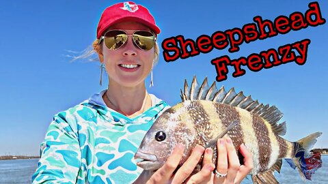 Sheepshead Feeding Frenzy in Port Aransas, Texas