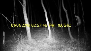 Sequence of events on my trail cam 1