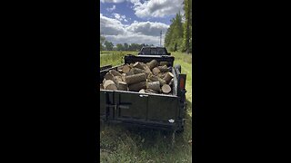 Cut a nice load of Ash today.