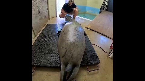 Harbor Seal Gets His Weigh-In At Milwaukee Zoo