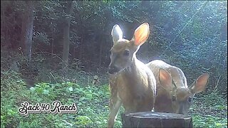 2 fawns at the stump