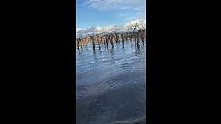 Flooded grapevines in Delano Outskirts. #delano #california #flooding