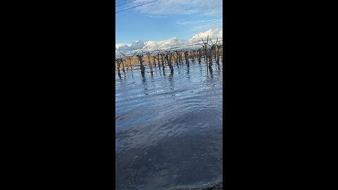 Flooded grapevines in Delano Outskirts. #delano #california #flooding