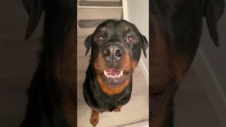 His Mouth Moves Perfectly 🥰 Rottweilers #shorts #rottweiler #dogs