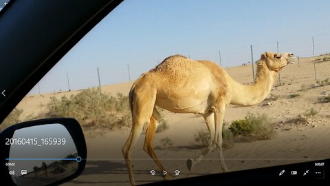 Friendly Camel in desert