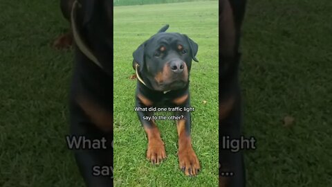 Can this dog make you smile 😃 rottie #shorts #rottweiler #dogs