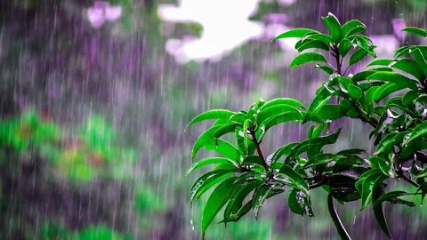 Relaxing Rain Sounds - Beautiful Rain Music, Background Music, Sleep Rain Music