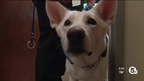 'Her only role is just spreading love and smiles': Angel the K-9 helps bridge gap between community and police