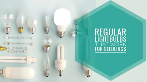 USING REGULAR LIGHTBULBS TO GROW SEEDLINGS & PLANTS ? CHEAP ALTERNATIVES FOR SEED STARTING.