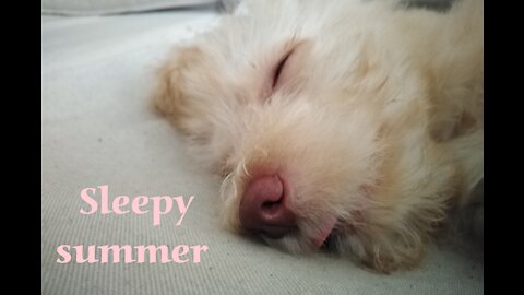 very sleepy summer