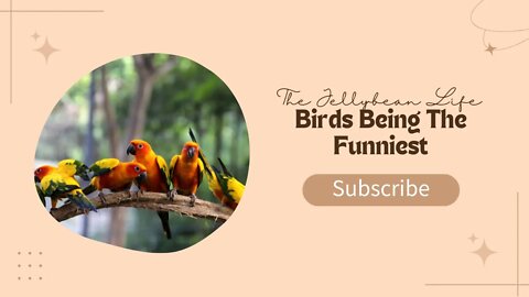 Birds Being the Funniest #5