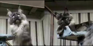 This Scary But Infact Adorable Cat Playing With Toy