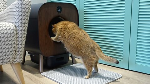 PAWBBY Self-cleaning Cat Litter Box - indispensable device