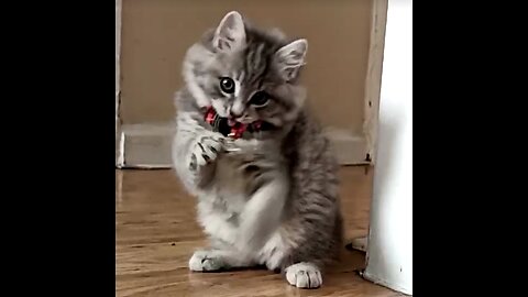 Kitten Lana wore a red collar with a jingling bell for the first time!