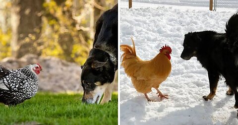 🤣🤣Funny dogs vs hen 🤣 😍🐕🐔