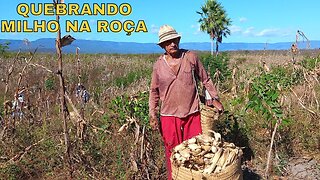 O AGRO BRASILEIRO - COLHEITA DE MILHO NO SERTÃO | RAIZES DO REI | BRASIL BR