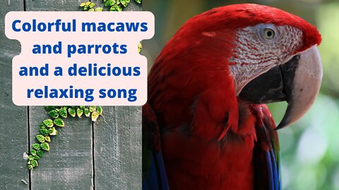 Music to relax, reassure, calm the mind with beautiful and colorful macaws and parrots
