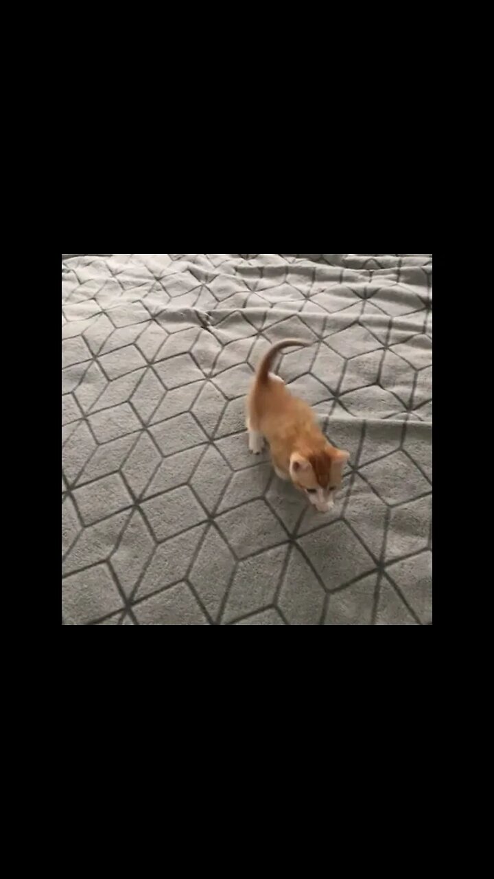 This kitten just woke up, how cute! shorts