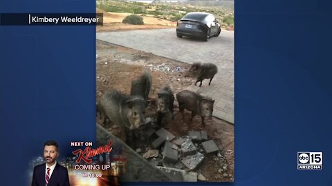 Couple uses Tesla to help clear pack of javelinas outside Scottsdale home