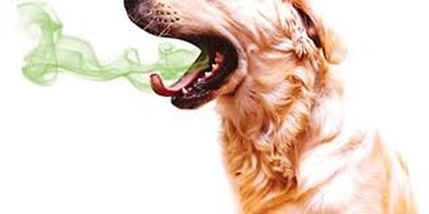 How to Remove Bad Dog Breath sweet dog
