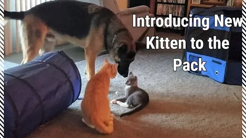 Introducing New Kitten to the Pack