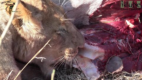 LIONS: Following The Pride 60: Feeding On A Kudu