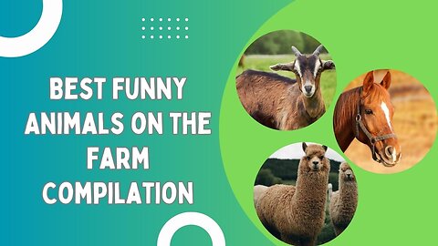 Best Funny Animals on the farm Compilation