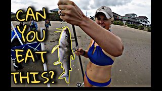 Can you eat Hardhead Catfish? Beach Fishing I Saltwater Catfish Catch & Cook