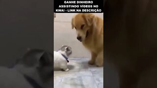 muito folgado esse gato😂😂😂