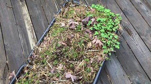 How To Overwinter Edible Aquatic Plant Beds