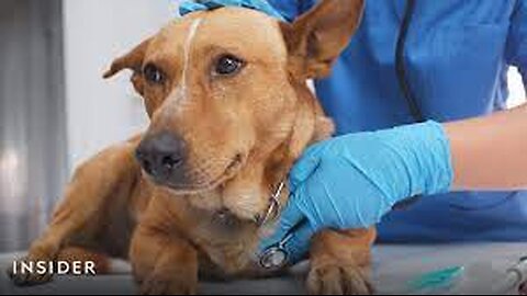 Unleashing the Mystery: Nationwide Canine Illness