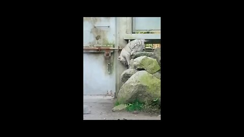 very adorable white tiger video