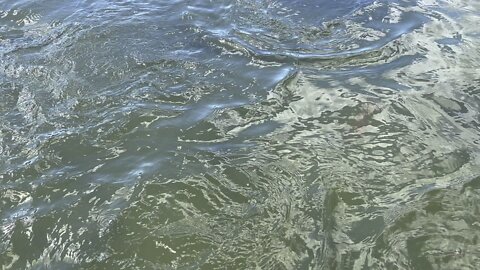 Feeding pond fish