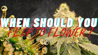 When Should I Flip To Flower? | QUICK TIPS FOR FLOWER