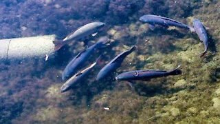 Carp-viewing from Flora Footbridge