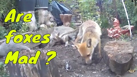 🦊 Ajax is mad she nicked some ropey thing took back to bury with her fave cub in the #foxy play area