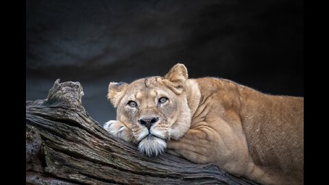 Daniel in the Lions Den