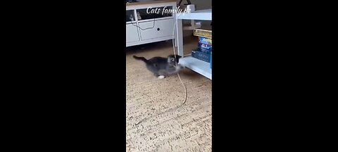 Cat funny video