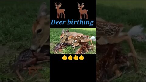 Deer Birthing 🦌#shorts #youtubeshorts #shortvideo