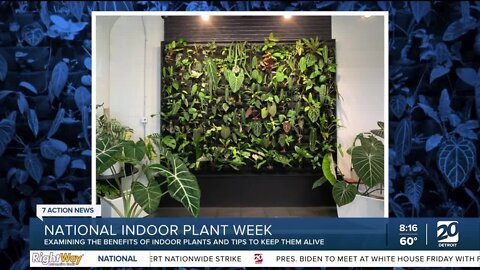 National Indoor Plant Week